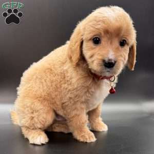 Winston, Mini Goldendoodle Puppy